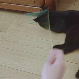 娱乐吃瓜酱猫咪视频大全